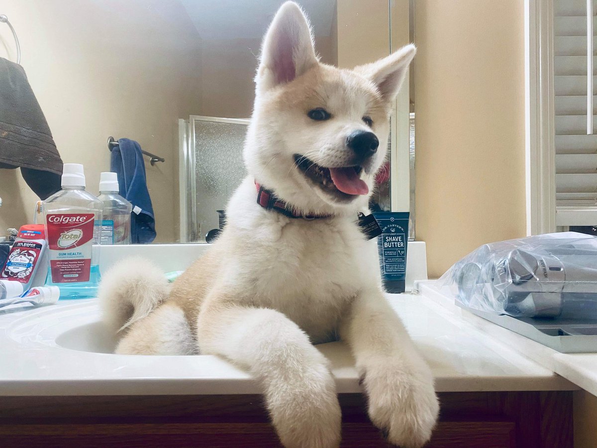 Nexillus's tweet image. Best content on twitter.
Change my mind. #dogs #akita