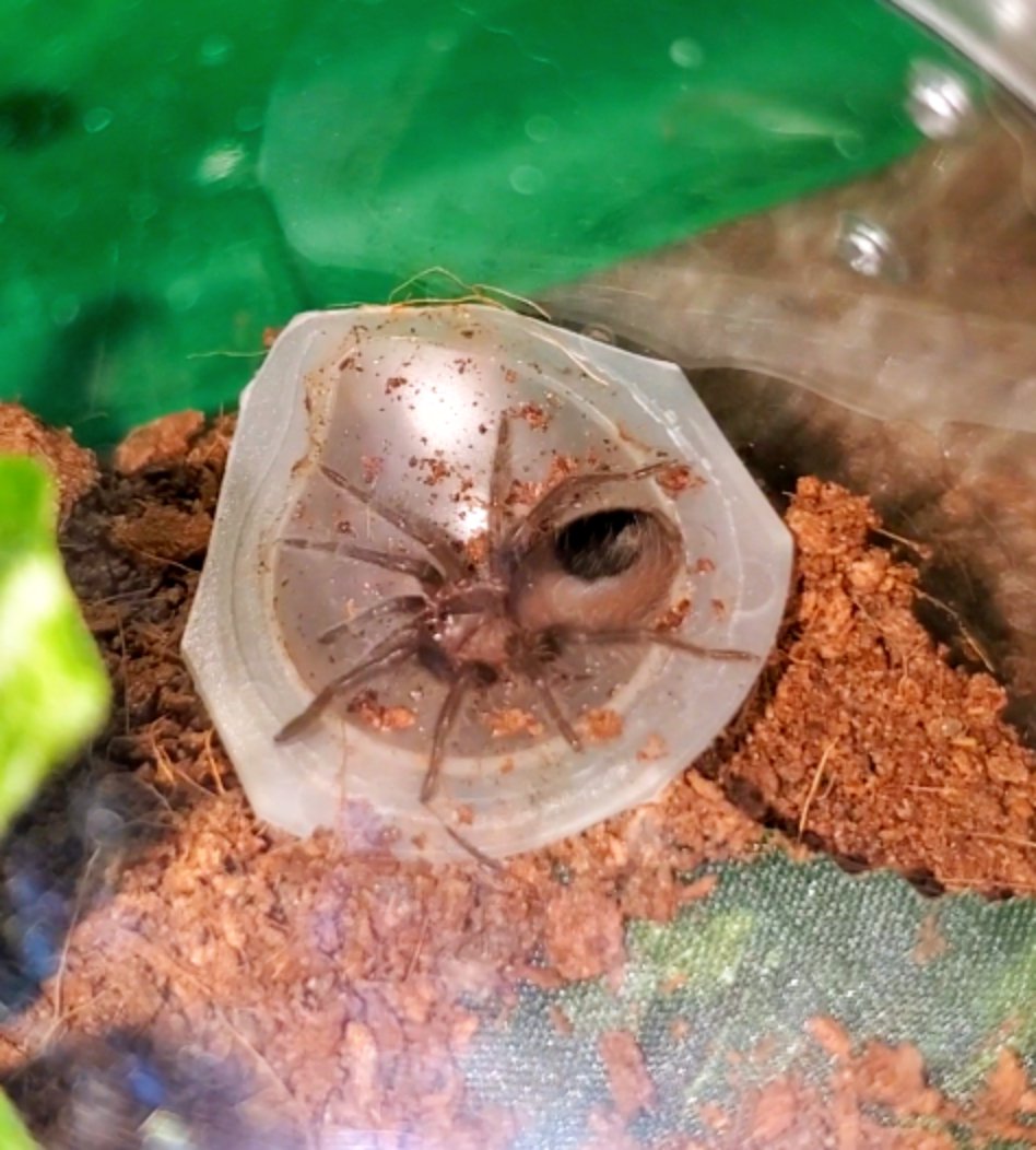 27walto's tweet photo. Content Warning: Tarantulas 

It's not easy to get pictures of him because he's basically a living burrow, but this is Rodriguez, the B smithi sling 😁

#tarantulas #tarantula #spider #spiders #arachnid #exoticpets #brachypelma #smithi #bsmithi #brachypelmasmithi #smithsredknee https://t.co/wQUJKs69pO
