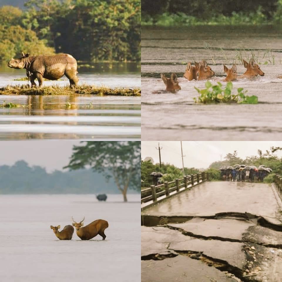 fghopmn's tweet photo. My state(Assam) is drowning. 26 out of 33 districts is worsely affected. I think it's high time to raise our voice and help Assam. If Oil, Tea and Coal of Assam belongs to the nation then why flood doesn't  belong to it????? 

#AssamNeedsHelp #prayforassam #AssamFloods2020 https://t.co/kOpAFdGePl