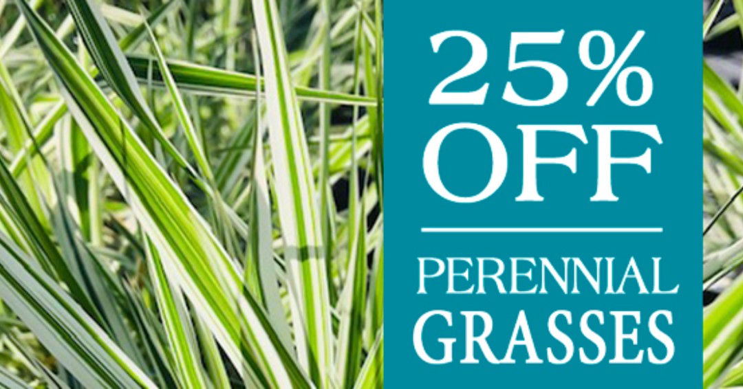 Malmborgs Greenhouse tweet media