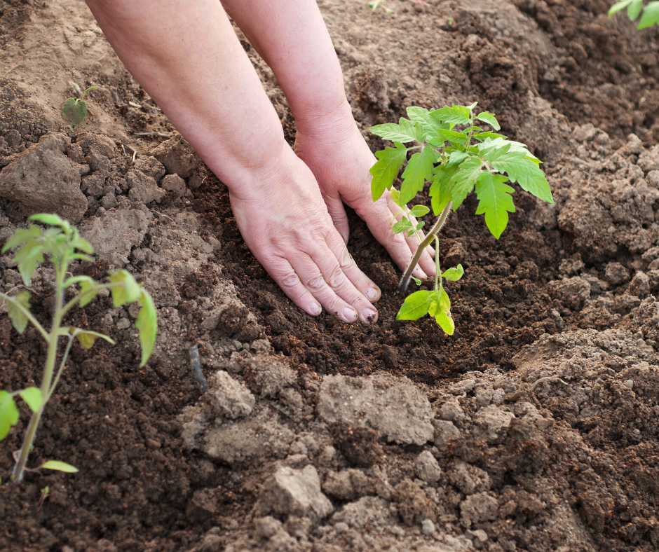 fai_cisl's tweet photo. #CPLDay Fai Flai Uila: "Fondamentale rinnovo #Contratti Provinciali di #Lavoro, per sviluppare #agricoltura di qualità, combattere #illegalità e #sfruttamento, valorizzare bilateralità"
👉https://t.co/f0kPSuyiHK https://t.co/emrlUfHXbu