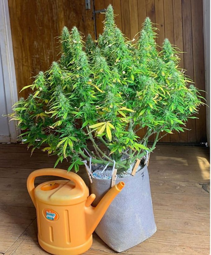 Fast_Buds's tweet photo. This #CriticalAuto is looking like a tall drink of water! 💦 Grown in coco, by 'zollies_zn' (IG) 🔥 

#originalautocritical
#autocritical
#FastBuds #AmericanAutoflowers #autoflowers #growtips #cannabis #weed #growyourown #growcannabis #cannabiscommunity #cannabisculture https://t.co/mh9Ofz6Dd1
