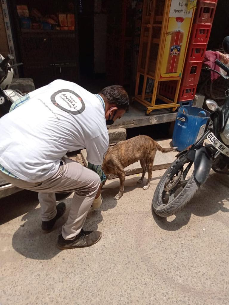 MoveTheWorldIN's tweet photo. Over 2000 stray animals have been provided with food and water in North Delhi. This was made possible with the support of NDMC. But we need your support too. Feed stray animals in your area.
#COVID19 #dogs #straydogs #volunteers #supporters #betterlivesfordogs #DontForgetThem https://t.co/PtqKJU6XKA