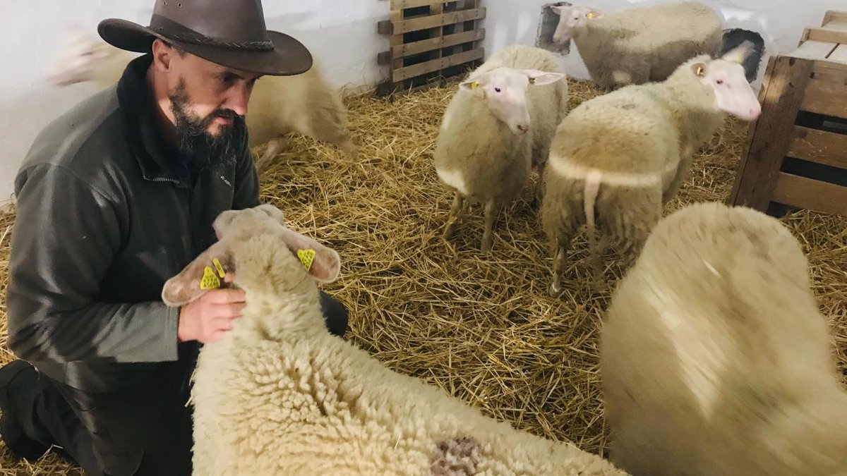 VDNSeclin's tweet photo. #fromagerie  #bergerie  La nouvelle vie de bergers de Sophie et Denis commence dans la poudrière du fort de #Seclin ! https://t.co/aawOwXUgss https://t.co/CRsaP6BWnD