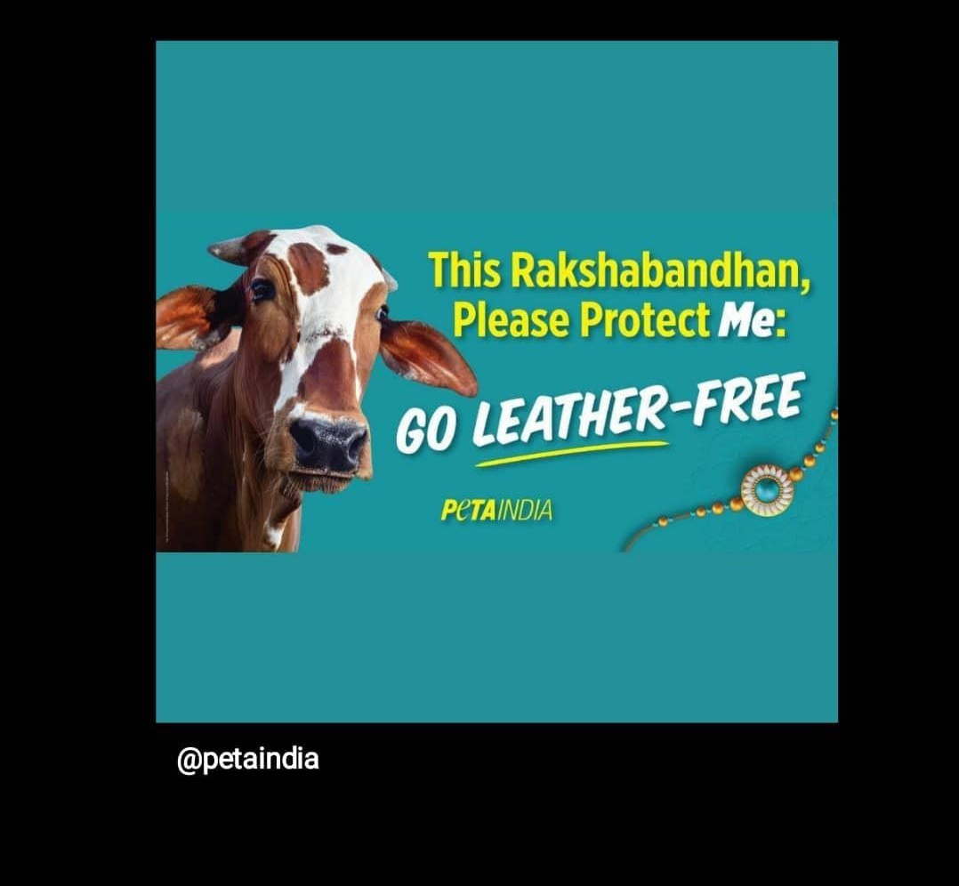 AnandAgrima's tweet photo. #Petaindia clearly your dumbness is exposed, How can You connect cow slaughter with our hindu festival Raksha Bandhan, when in Hinduism cows are worshipped.Also you removed billboards which were showing goat slaughter and given the explanation that it hurts sentiments @PetaIndia https://t.co/gGO2HIUFvv