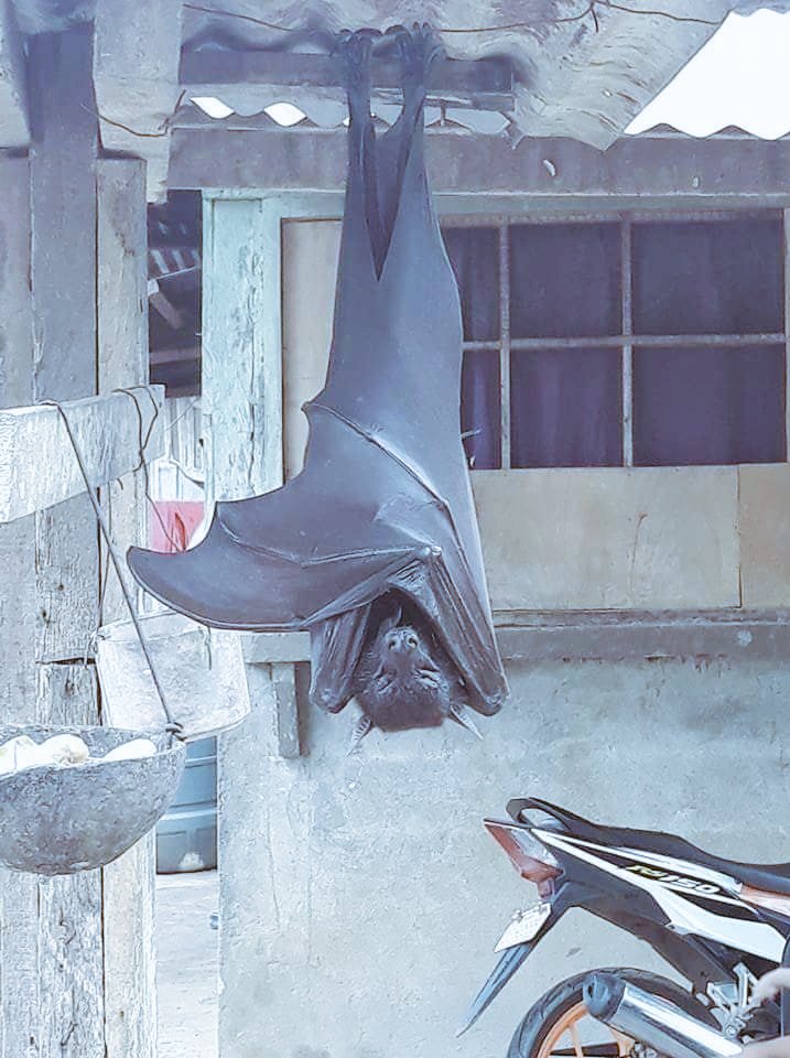 sedlr_'s tweet photo. Criaturas Vampíricas de 1,60m:
El Murciélago de Filipinas y el Buitre Hienado Mesetario https://t.co/H7wFGf0O4h