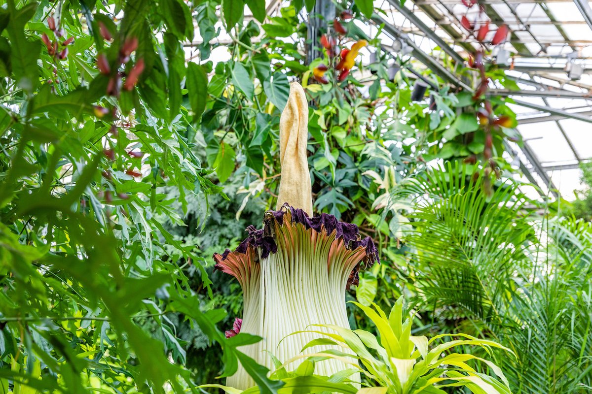 longwoodgardens's tweet photo. Good morning! Time for your Sprout update. Well, as you can see, my spadix hasn’t flopped over yet. Still looking kinda like a yellow velour baguette! (The name of my next band.) Let’s see what the day brings! https://t.co/gmNJZaKIIe #SproutStinks #TitanArum https://t.co/mz85DxjIDA