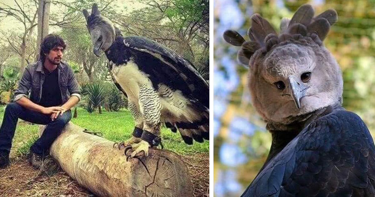 Bear On Twitter Today I Learned About The Harpy Eagle And That
