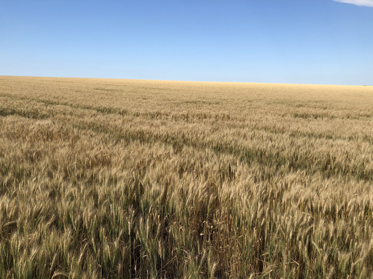 ⁦<a href="/AllegiantSeed/">AllegiantSeed</a>⁩ 3063 Winter Wheat production field in South Dakota is looking great.