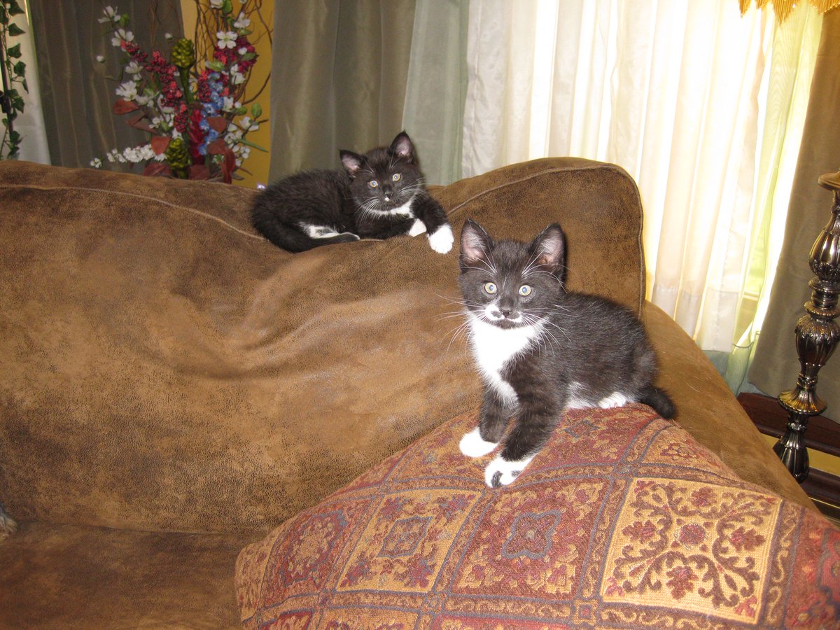 PhyMats's tweet photo. Our cats (litter mates) were found in a local park 11 years ago, where they had been abandoned. The kids brought them home with the promise that a friend would adopt one of them. The picture on the right was taken today. No regrets at all - they are both awesome. https://t.co/yhdSCkEs8i