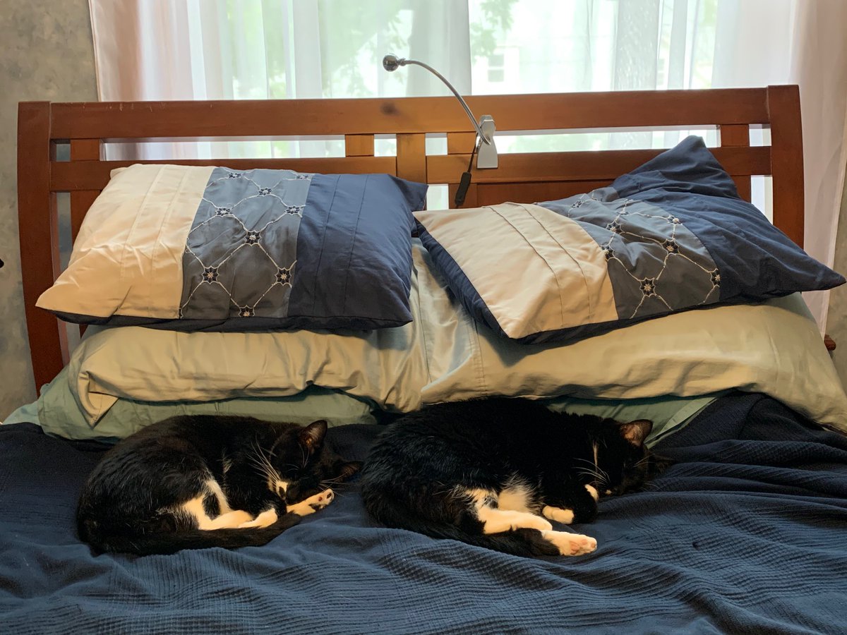 PhyMats's tweet photo. Our cats (litter mates) were found in a local park 11 years ago, where they had been abandoned. The kids brought them home with the promise that a friend would adopt one of them. The picture on the right was taken today. No regrets at all - they are both awesome. https://t.co/yhdSCkEs8i