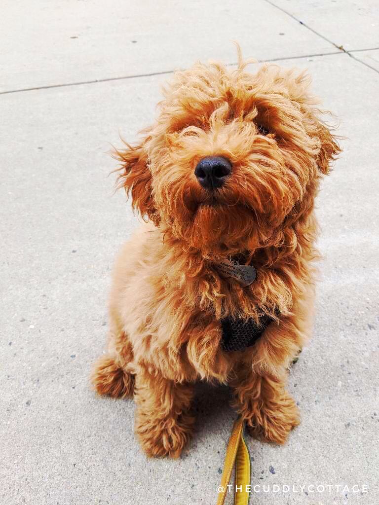 CuddlyCottage's tweet photo. The Cuddly Cottage is excited to announce our latest addition, Ravioli! Ravioli is sweet Bichpoo pup that loves to run around with the Cuddly Crew! ❤️🐶🐾 
Want to join the crew? Make sure to sign up for a monthly membership today: https://t.co/UnwxbSbrh3

#thecuddlycottage https://t.co/hIdzvIFIyZ