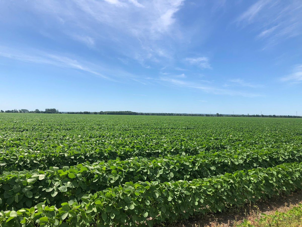 Morden Agro is out signing Syngenta S007-Y4 fields. Great early season moisture is giving these soybeans a great start to the season. <a href="/morden_agro/">Gardenland Co-op Agro</a> <a href="/winklercoop/">Gardenland Co-op</a> <a href="/syngentacanada/">Syngenta Canada</a> <a href="/jeffclark27/">jeff clark</a>