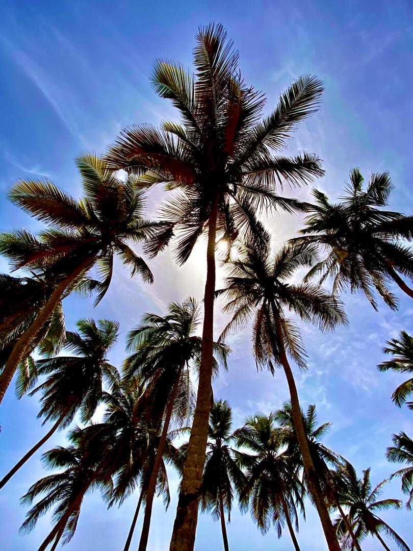 Buen día, manos arriba 🙌🏽 los que vienen a disfrutar en la #IslaDeMargarita cuando se termine el confinamiento.
.
.
.
#islam #margarita #travel #margaritas #island #venezuela #margaritatime #margaritaisland #islandlife #islademargarita #nature #margaritaday #photography