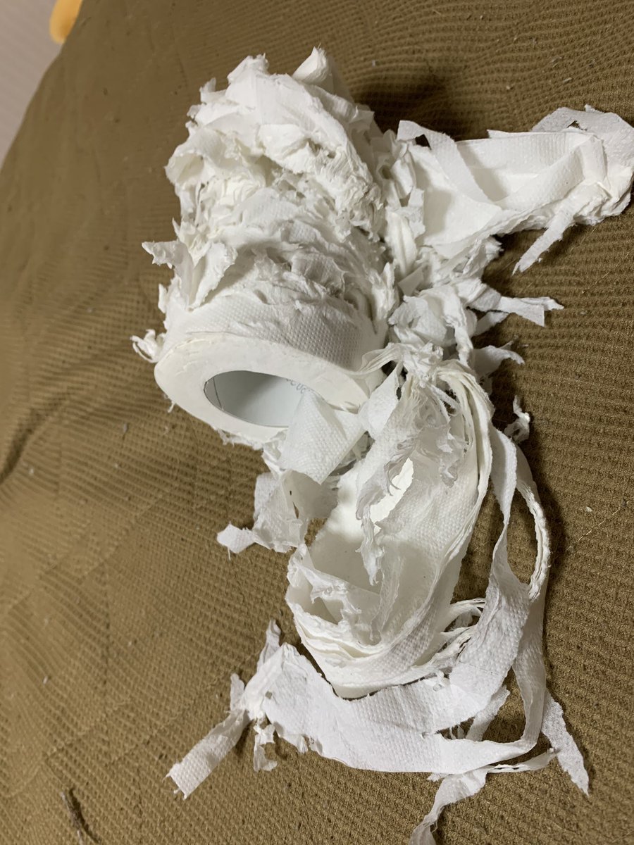 _transam's tweet image. トイレットペーパーってこんなだったけ?( ´°ω°` )