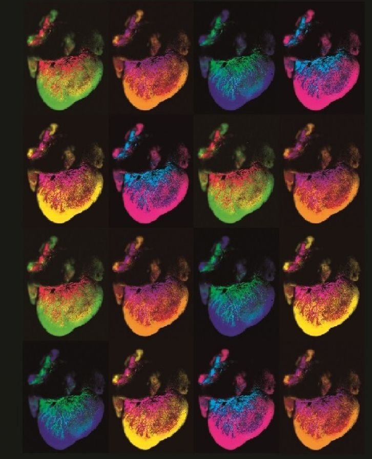 #TBT to our 2018 exhibition “The Art of Science &amp; Innovation.” We teamed up with <a href="/UNC_SOM/">UNC School of Medicine</a> to highlight the beauty of science, like this image of hearts pictured here. The photos displayed functions of the body in a colorful &amp; educational way. Art is in the eye of the beholder!