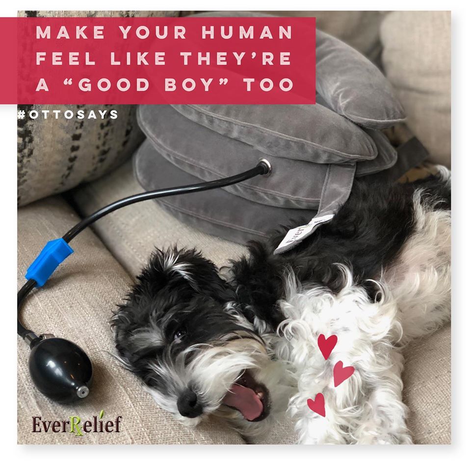 EverRelief's tweet photo. Humans deserve to feel good too😀. Even though you can’t give them a belly rub 🐾 , the #EverRelief Neck Traction Device is the next best thing. It will alleviate neck pain and discomfort so you get even more walkies 🐕 . #OttoSays 😆 https://t.co/LBGQhnyuHd https://t.co/1TbaCAEM2p