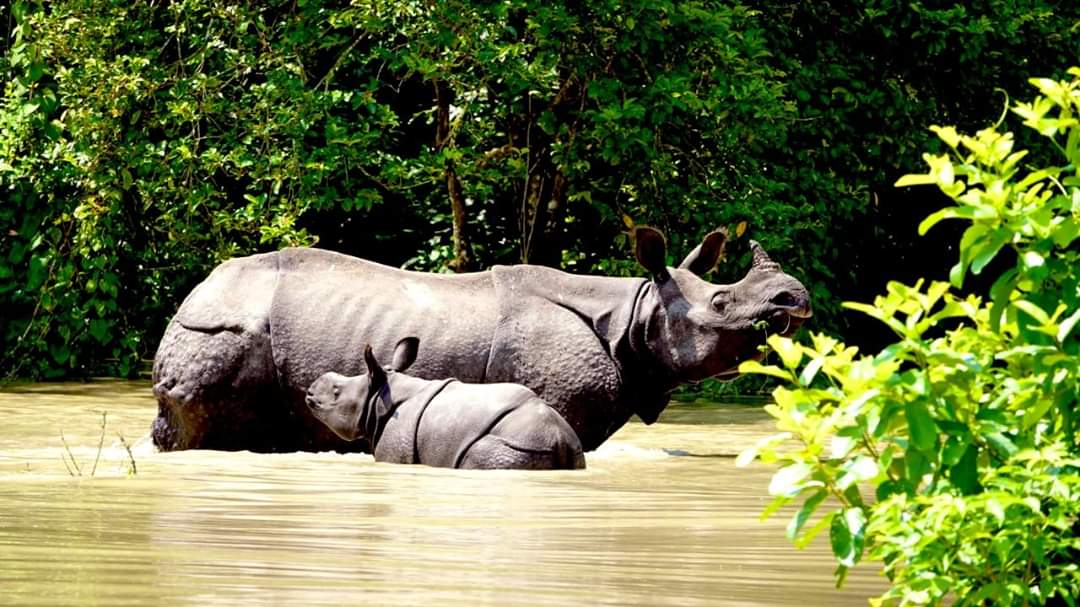 VioleenaBordol1's tweet photo. How do the National media sleeps so damn peacefully at the end of the day, by COMPLETELY ignoring this???????

#prayforassam #SaveAssam #KazirangaNationalPark
#kazirangaAssam #AssamFloods2020 #AssamNeedsHelp #AssamIsDrowning #Assamnortheast https://t.co/vLPvOx4jsG