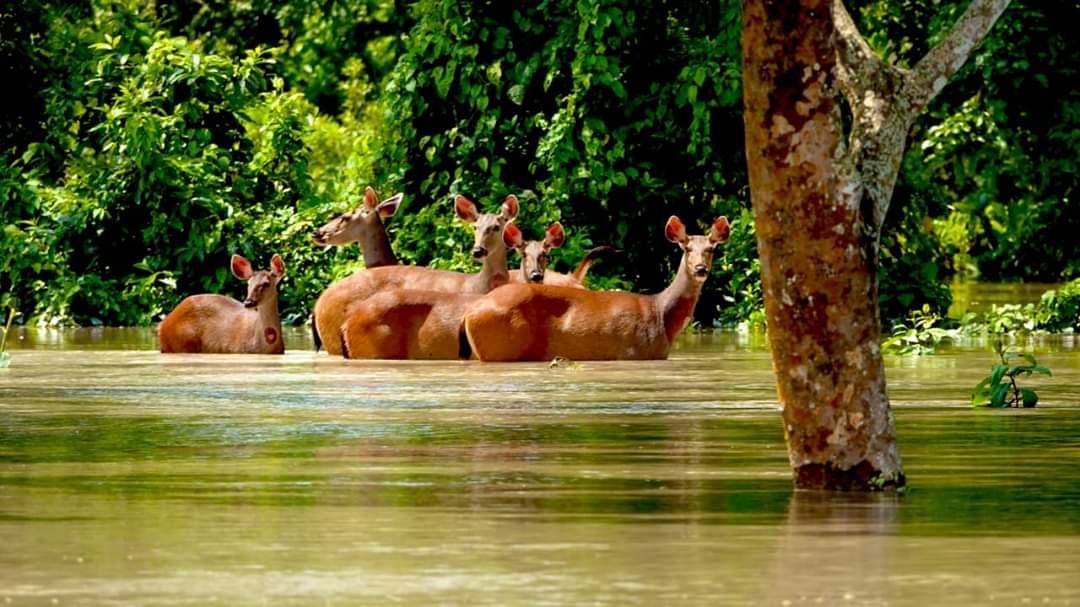 VioleenaBordol1's tweet photo. How do the National media sleeps so damn peacefully at the end of the day, by COMPLETELY ignoring this???????

#prayforassam #SaveAssam #KazirangaNationalPark
#kazirangaAssam #AssamFloods2020 #AssamNeedsHelp #AssamIsDrowning #Assamnortheast https://t.co/vLPvOx4jsG