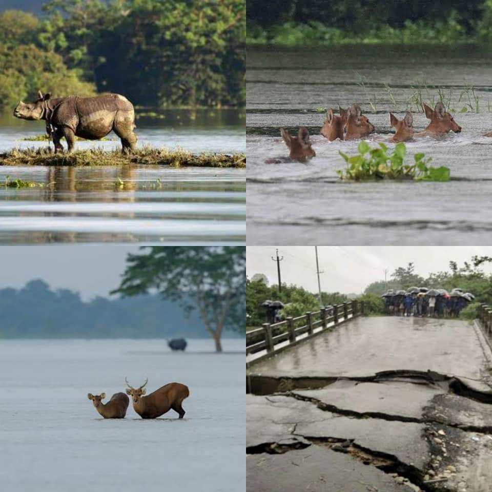 VioleenaBordol1's tweet photo. How do the National media sleeps so damn peacefully at the end of the day, by COMPLETELY ignoring this???????

#prayforassam #SaveAssam #KazirangaNationalPark
#kazirangaAssam #AssamFloods2020 #AssamNeedsHelp #AssamIsDrowning #Assamnortheast https://t.co/vLPvOx4jsG
