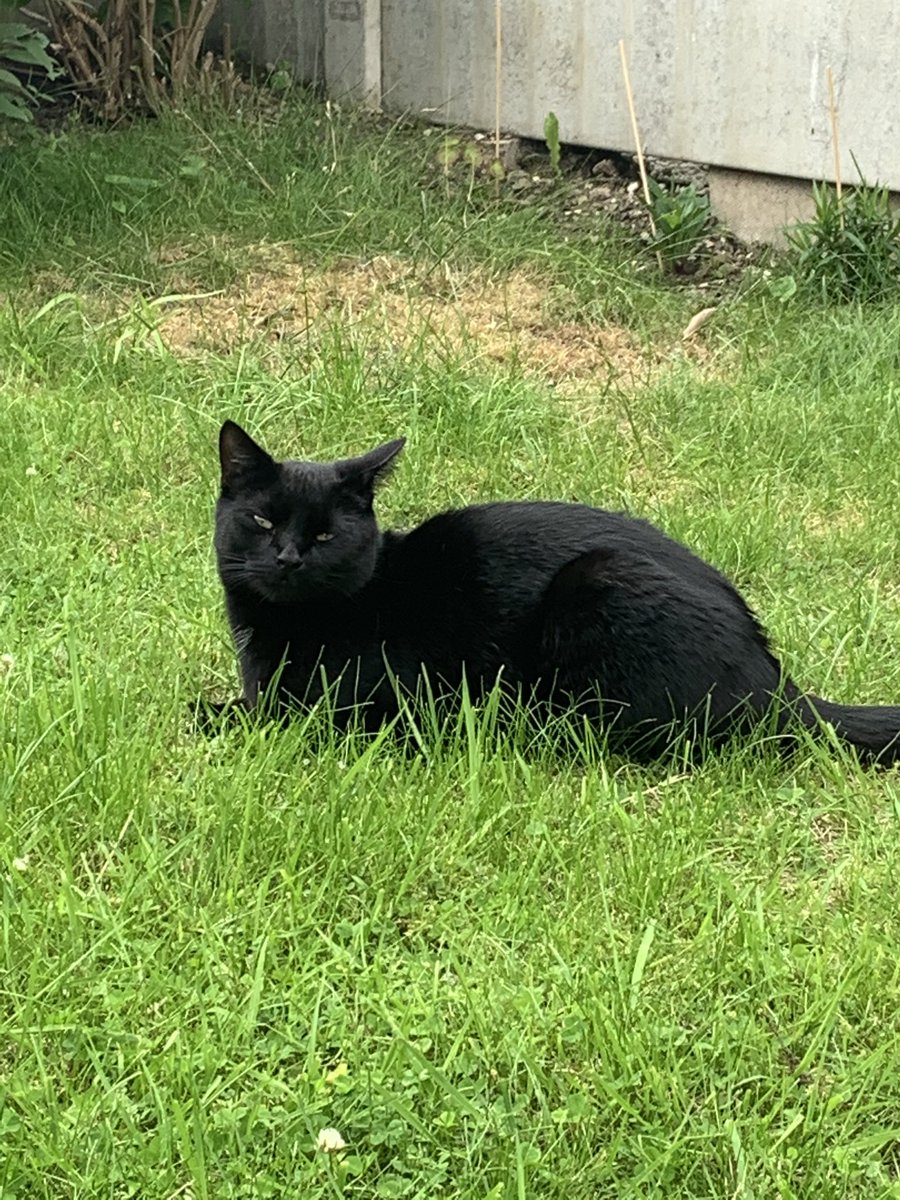 catashians's tweet photo. Whatchu looking at?🐾

#blackcat #catsoftwitter #garden #chills #summer https://t.co/D2ZmUBcHPT