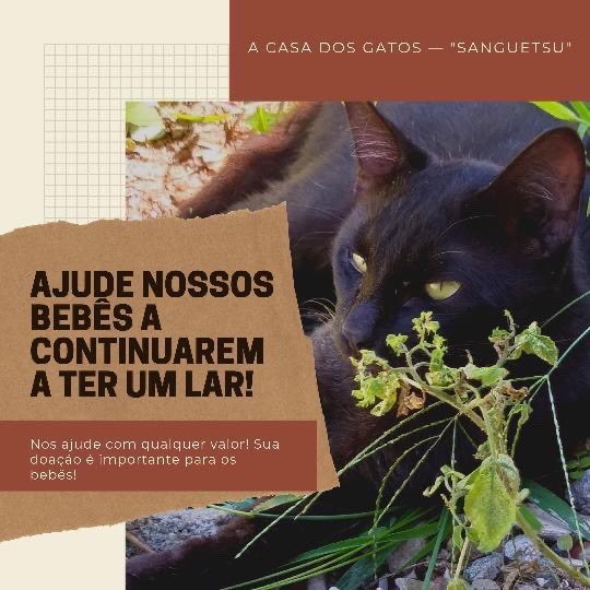 classygoth's tweet photo. AJUDEM A CASA DOS GATOS SANGUETSU A SALVAREM SEUS 300 GATINHOS!!! 
Essa casa é um abrigo de animais que funciona no ES, e comporta cerca de 300 gatos e alguns cachorros. 

Precisam quitar uma dívida de R$1.300,00 até amanhã OU VÃO SER DESPEJADOS! 

POR FAVOR DOE OU COMPARTILHE 🐱 https://t.co/JZQoAJxqZ6