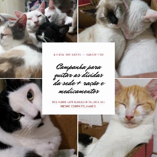 classygoth's tweet photo. AJUDEM A CASA DOS GATOS SANGUETSU A SALVAREM SEUS 300 GATINHOS!!! 
Essa casa é um abrigo de animais que funciona no ES, e comporta cerca de 300 gatos e alguns cachorros. 

Precisam quitar uma dívida de R$1.300,00 até amanhã OU VÃO SER DESPEJADOS! 

POR FAVOR DOE OU COMPARTILHE 🐱 https://t.co/JZQoAJxqZ6