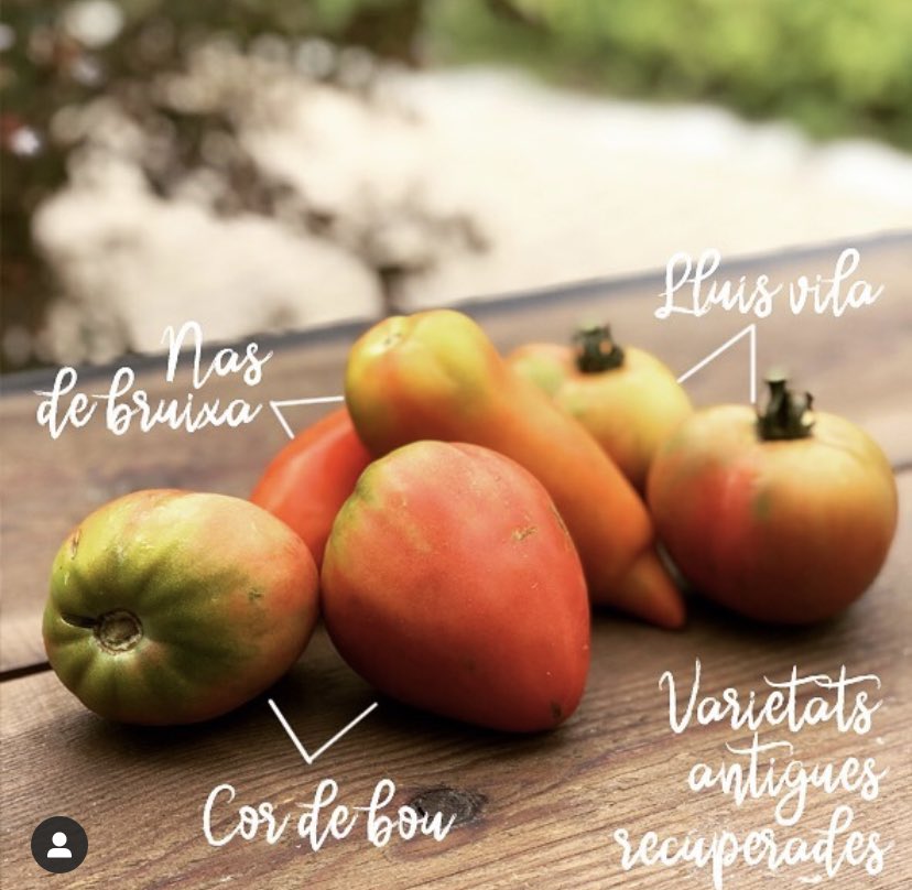 cancampanya's tweet photo. us presentem aquesta Amanida de tomàquet ecològic de varietats antigues recuperades (Lluís Vila, Cor de bou i Nas de bruixa) de la @verdolagaeco amb seitons i tronc  de bonítol curats a casa, amb ceba de Figueres i piparres.😋#km0 #km0slowfood  #cordebou #tomaquet https://t.co/UtyV1i6jV2