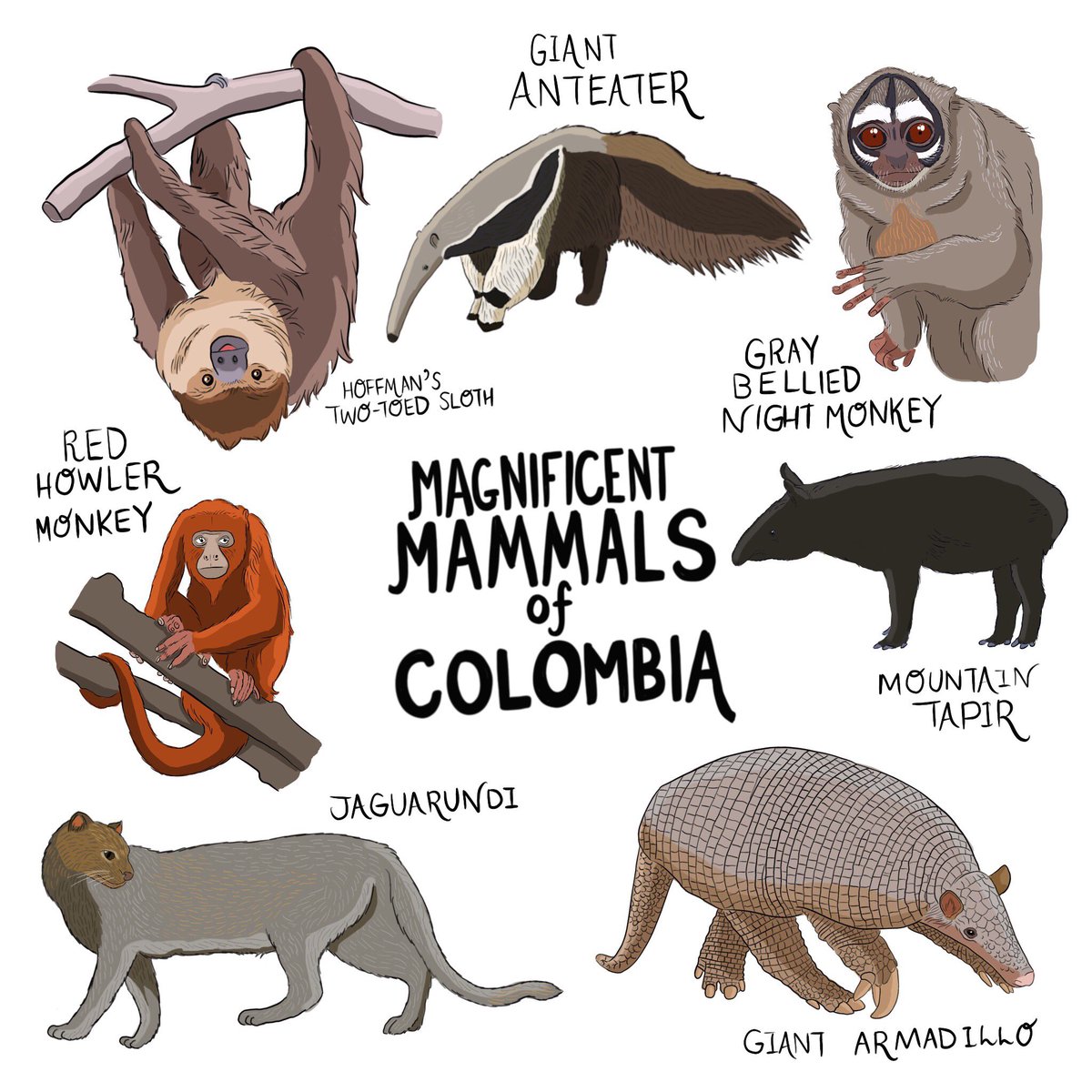 EddieWhiteJr's tweet photo. MAGNIFICENT MAMMALS OF COLOMBIA 🇨🇴 🐆 🐬 🐻 🐒  With 456 reported species of mammal in its incredibly biodiverse habitats, from tropical jungles to plains, rivers and mountain rainforests, Colombia is home to a wide array of unique and unusual species. These are just a select few https://t.co/6qlCmmr76v