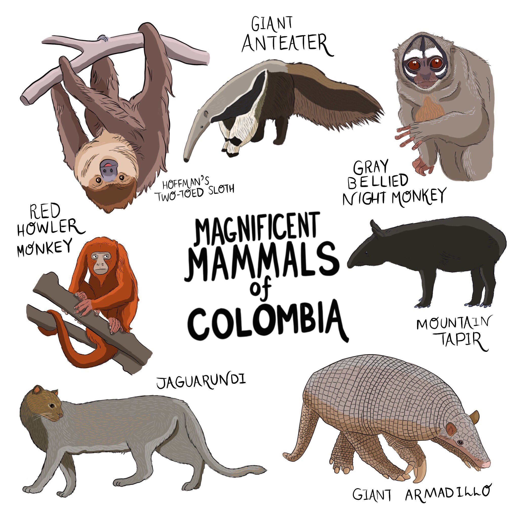Eddie White on Twitter: "MAGNIFICENT MAMMALS OF COLOMBIA 🇨🇴 🐆 🐬 🐻 🐒