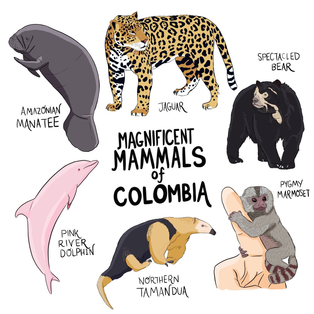 EddieWhiteJr's tweet photo. MAGNIFICENT MAMMALS OF COLOMBIA 🇨🇴 🐆 🐬 🐻 🐒  With 456 reported species of mammal in its incredibly biodiverse habitats, from tropical jungles to plains, rivers and mountain rainforests, Colombia is home to a wide array of unique and unusual species. These are just a select few https://t.co/6qlCmmr76v
