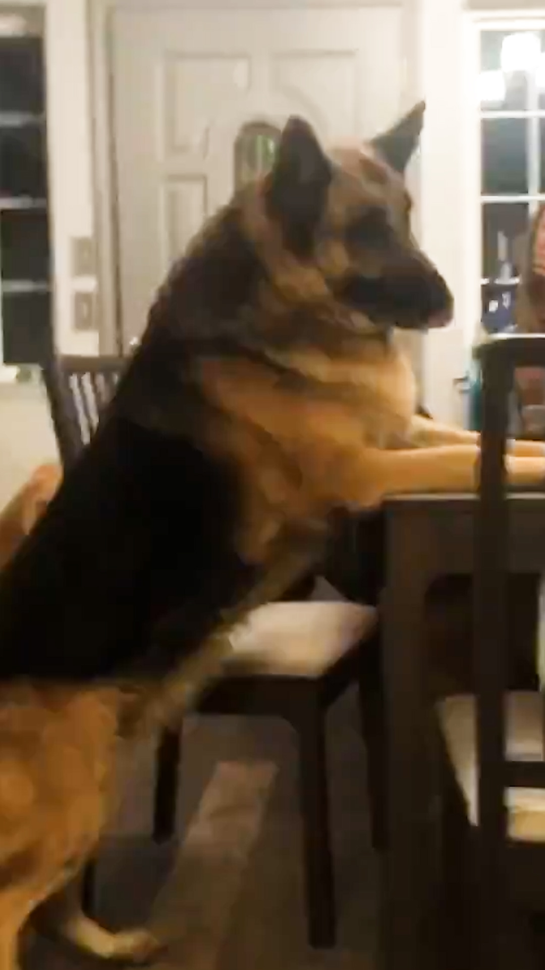 150 Pound German Shepherd Loses A Third Of His Weight