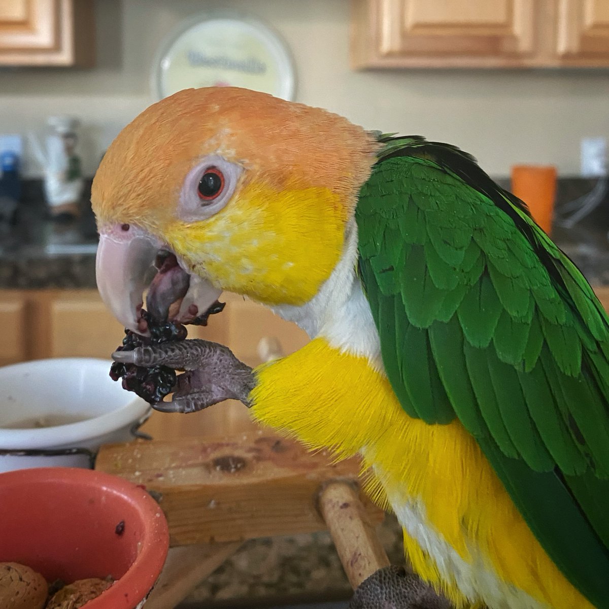 DixieTheCaique tweet media