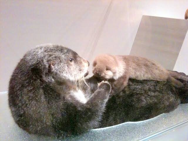 つつい Ar Twitter ラッコの赤ちゃんが世界で1番可愛いのでは