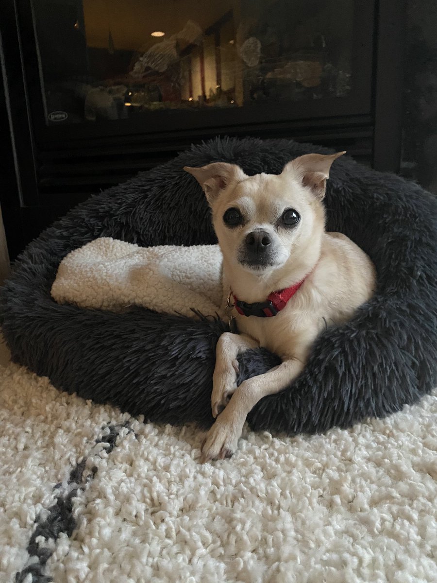 ItsFranksgiving's tweet photo. My human still can’t tweet from her verified account — can’t even log in, in fact, @Twitter — so here’s a cute photo of me instead. https://t.co/sW8QZ6fAHI