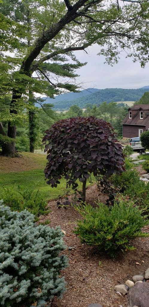 My gosh,  that is one happy Ruby Falls redbud! #landscapedesign