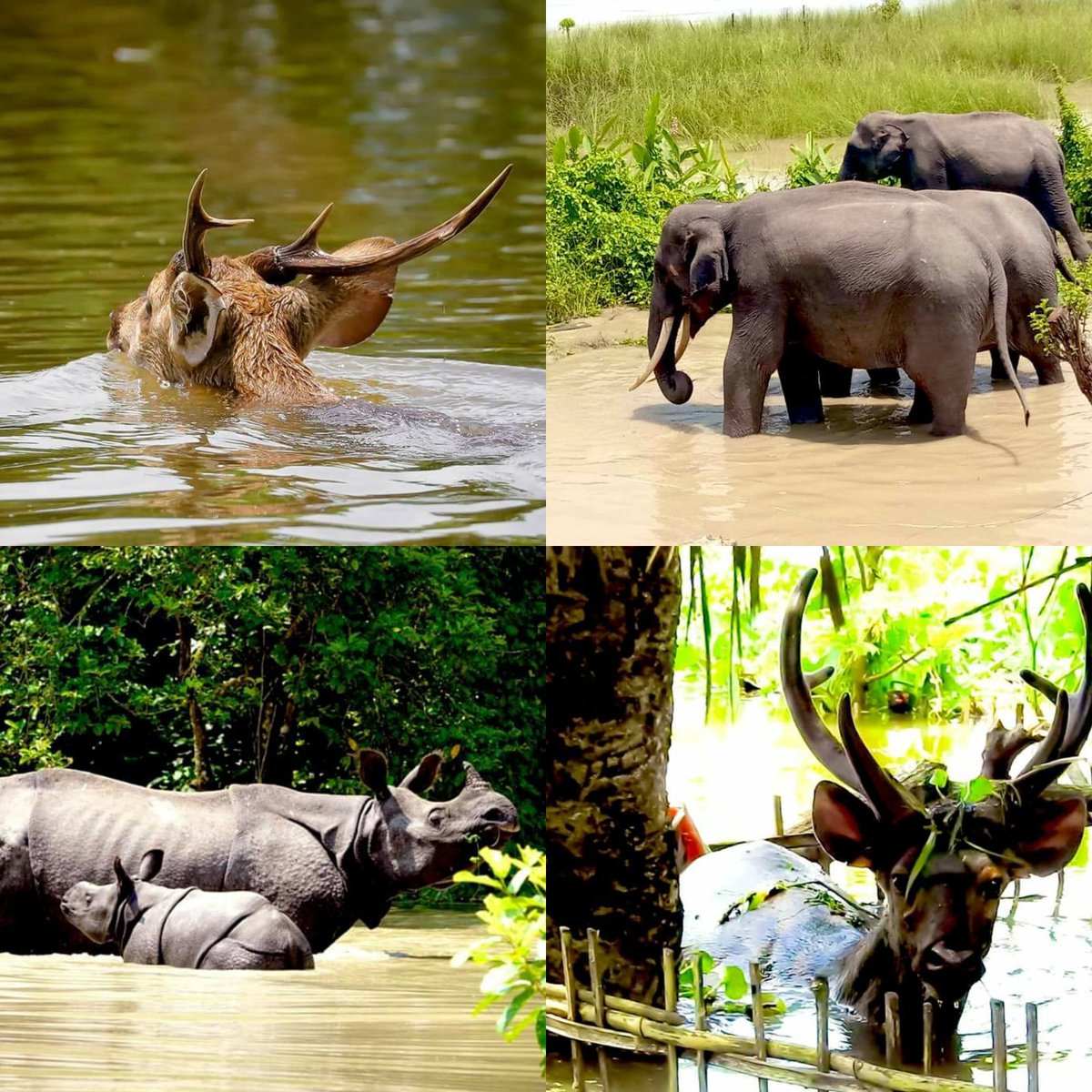 sewali_'s tweet photo. 95% of Kaziranga is under water. Yet, it's more important to know what did Big B had today, with his toasted Bread! 
The nation Wants to know
Yet,the nation doesn't show! 
We need urgent help!! 
#AssamNeedsHelp 
#AssamIsDrowning
#NorthEastMatters
#Prayforassam https://t.co/DbDcECWrW7
