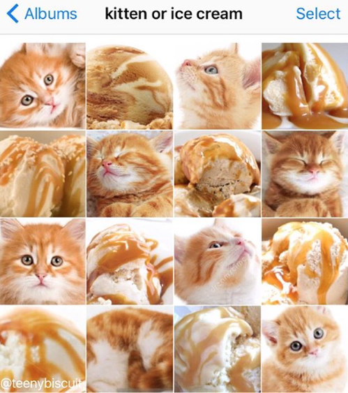 cszhu's tweet photo. for my next project i shall find the best image recognition api and see which one can successfully categorize these images https://t.co/kAR4E7mrnq