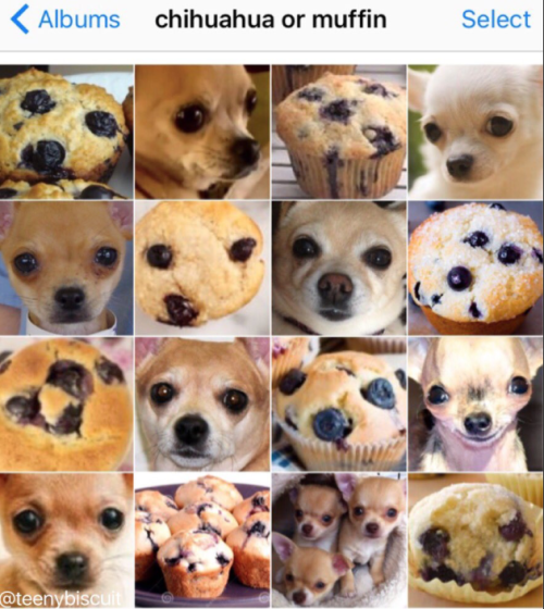 cszhu's tweet photo. for my next project i shall find the best image recognition api and see which one can successfully categorize these images https://t.co/kAR4E7mrnq