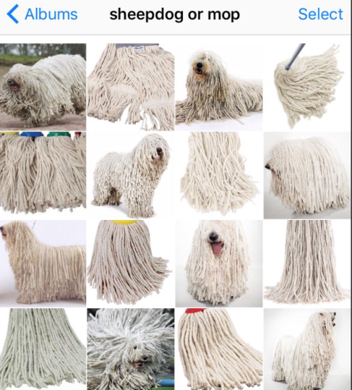 cszhu's tweet photo. for my next project i shall find the best image recognition api and see which one can successfully categorize these images https://t.co/kAR4E7mrnq