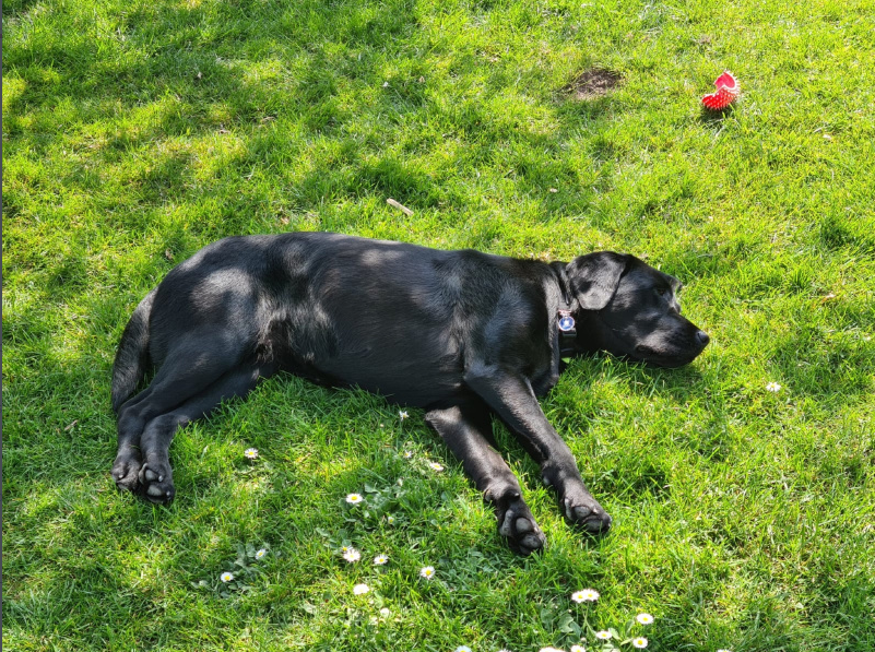 VolTeamHDogs's tweet photo. A big #ThankYouThursday to volunteer Sue Cliff, hearing dog-in-training Rose, and all those of you who've been able to visit Little Grange @Hearing Dogs so far 🤩 If you’re wondering about our brand new outdoor kitchen venture, then all the info is here  👉https://t.co/NYgPAFgKdU https://t.co/YmuMUDRhTx