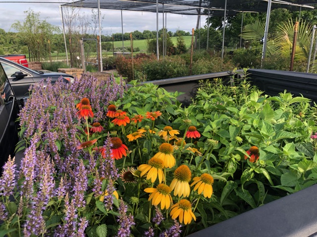 MrsMurr101's tweet photo. UTMS garden is moving along. Thank you Mendham Garden Center, Clinton Elks, and Ms. Spann. #TheU #UTMSFamily #TigerPride https://t.co/92JZSAGhpP