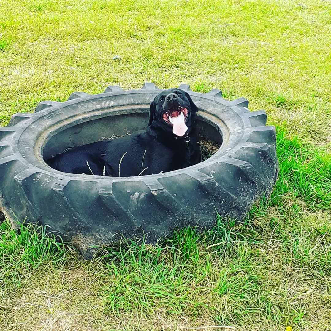 FurbabyPrince's tweet photo. Furpals im worn out I've been out #k9rec with my furpals #MickeyandRuby playing they went in the water me didn't I had fings to chase. It's #dogfriendly #dogsafe #ruralsetting great fun 😁👍 https://t.co/cxphj4nrdg