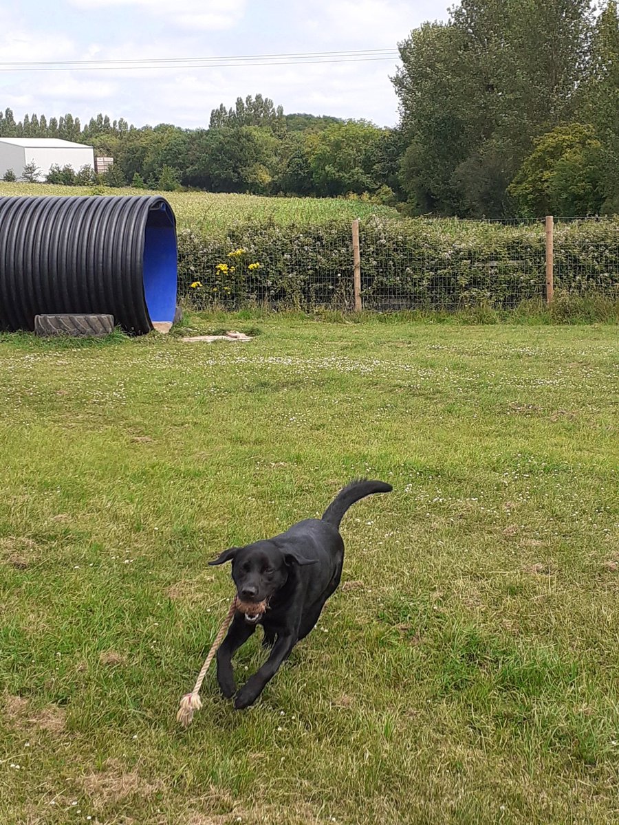 FurbabyPrince's tweet photo. Furpals im worn out I've been out #k9rec with my furpals #MickeyandRuby playing they went in the water me didn't I had fings to chase. It's #dogfriendly #dogsafe #ruralsetting great fun 😁👍 https://t.co/cxphj4nrdg