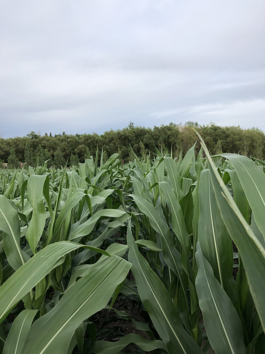 LonetreeSeed's tweet photo. Rea 1b821 On right.  REA 1B780 left.   I had to hold the camera up to take the shot. Looking good.  Get a nice shot of rain in a week or two would really propel it.  We need a bit of drying before then so the soybeans can resume growing. https://t.co/moohphW5A8