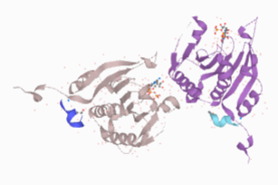 complexportal's tweet photo. #CotM is Eukaryotic translation initiation factor 4F, #eIF4F, that loads m7GTP-capped mRNAs onto the 40S ribosomal subunit.
e.g. https://t.co/T3fj4goRzi
structure: #4aza @PDBeurope
pathway: R-HSA-72613 @reactome
May be involved in #viralreplication of #SARSCoV2. https://t.co/I6EUMMQoSg