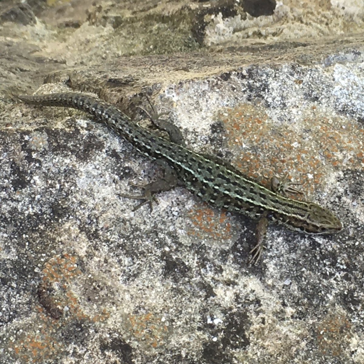 JontBont tweet media