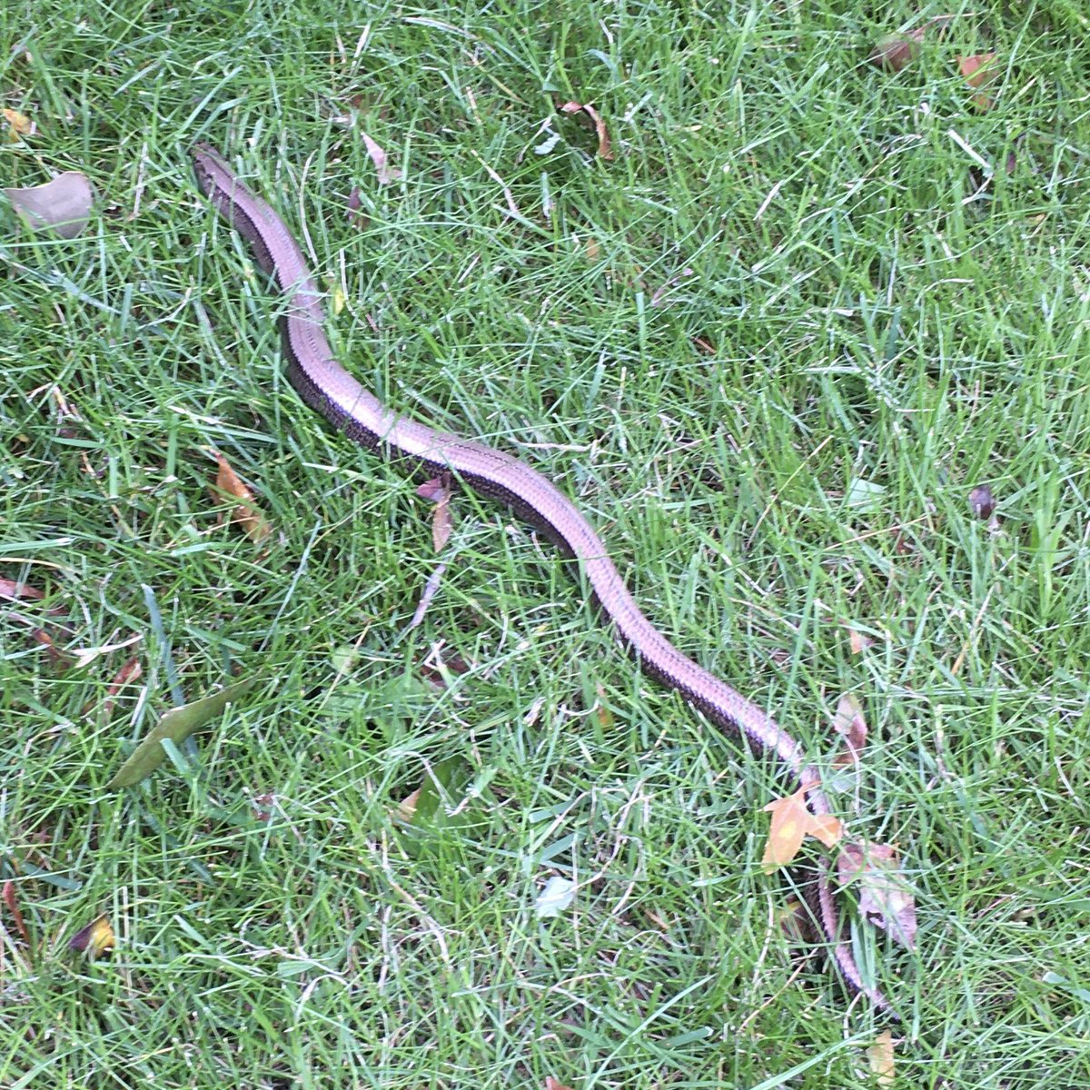 JontBont tweet media