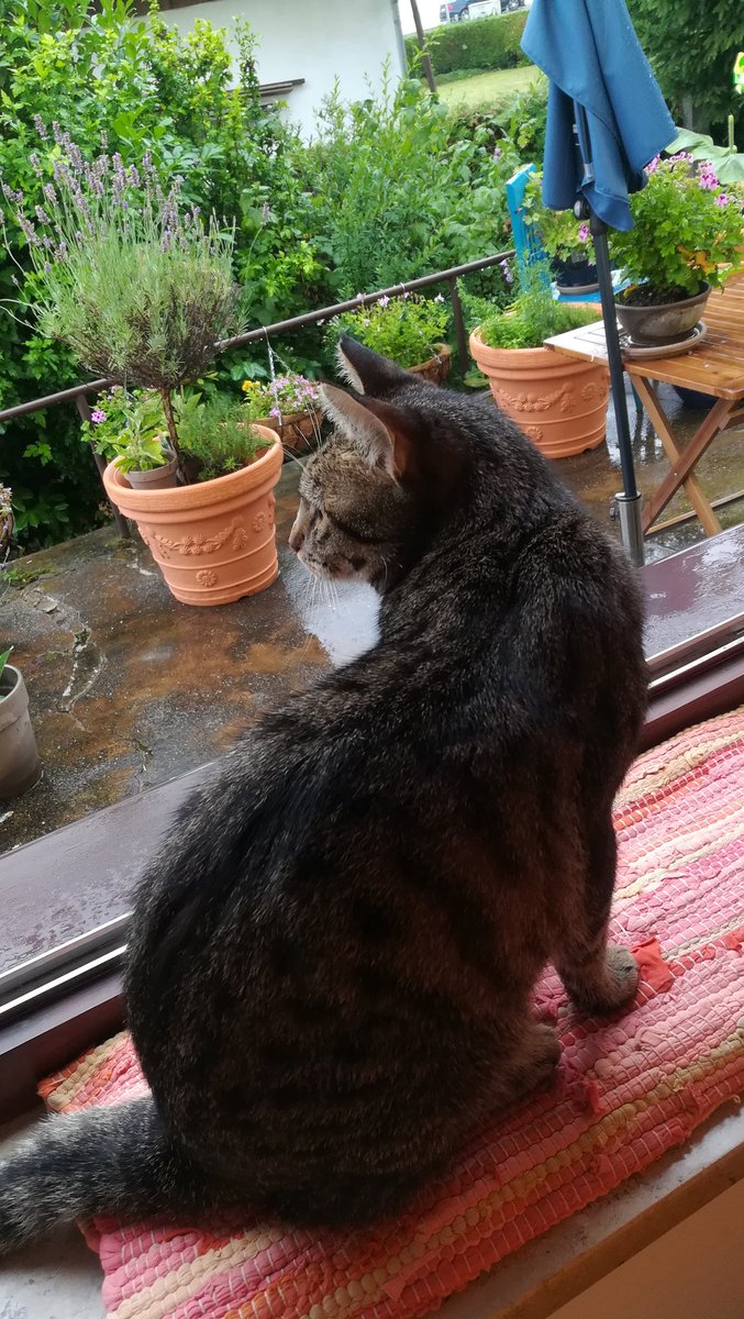 Muschelschloss's tweet photo. raus zum Regen... oder doch nicht.
Das ist hier die ganz entscheidende Frage. 😁 #Muxi https://t.co/6GdVZhENeK
