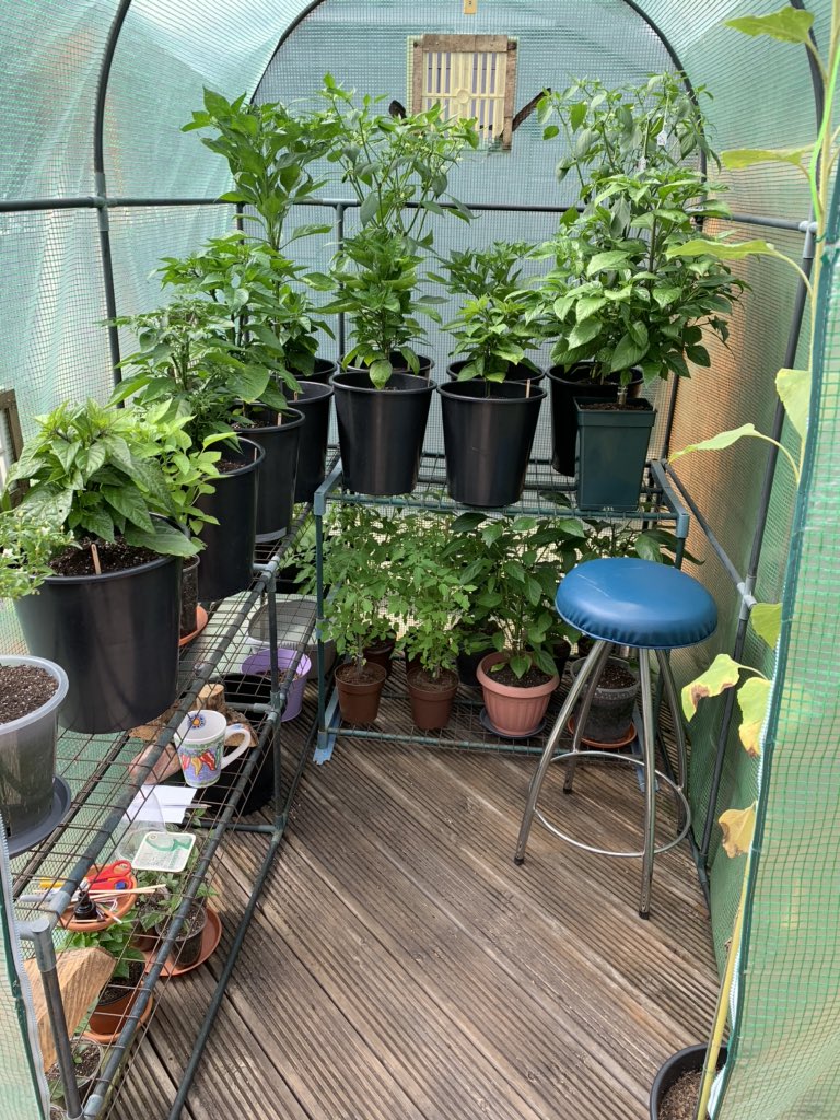 ChilliShenanig1's tweet photo. It’s a warm one today, great for my #Tennants #carolinareaper #cherrybomb #PurpleBhutJolokia #Armageddon #OrangeHabanero #NumexTwilight #Hybrids #Gyo https://t.co/huEk94F3nV